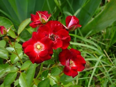 Patrick Poivre d'Arvoir