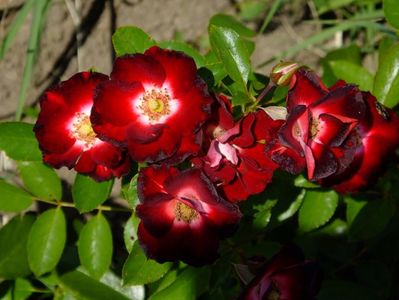 Patrick Poivre d' Arvoir