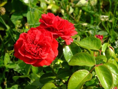 Red Leonardo da Vinci