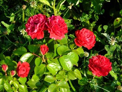 Red Leonardo da Vinci