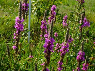 Il pastrez de companion.