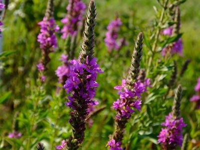 Se asorteaza frumos cu Saint Swithum si Mary Rose