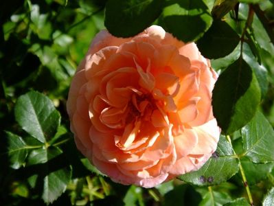 Abraham Darby 1