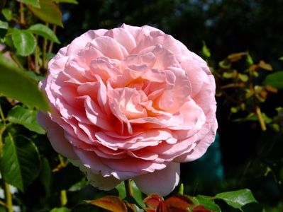 Abraham Darby