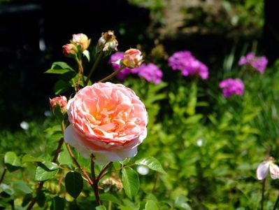 Abraham Darby 1