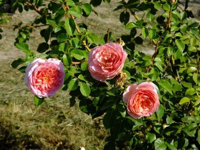 Abraham Darby 1