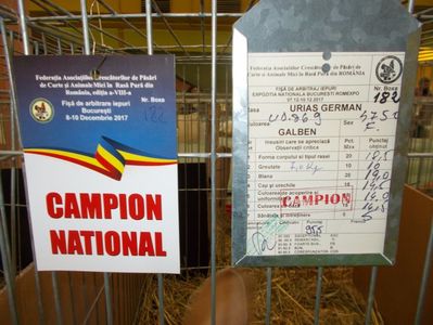 ; Femela campioana nationala la varsta de 7,5 luni
