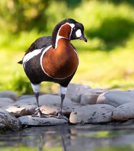 Gâște cu Piept Roșu