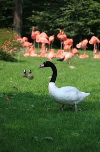 Lebedă cu gât negru