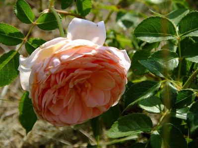 Abraham Darby 2