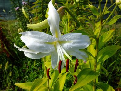 15 August, ultimul crin, specie