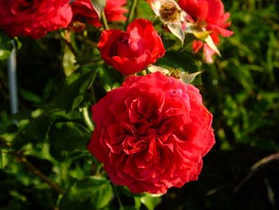 Red Leonardo da Vinci