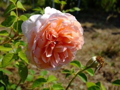 Abraham Darby 1