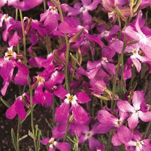 Seminte de Micsunele, Mixandre - 1500 seminte - 9,8 lei; Seminte de Micsunele - Mixandre Roz (Stock 
Night Scented Matthiola Bicornis)

Pret/ plic: 9,8 lei

Seminte/ plic: circa 1500
Longevitate: floare anuala
