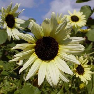 Seminte de Floarea Soarelui - 40 seminte - 9,6 lei; Seminte de Floarea Soarelui (Sunflower 
Helianthus Vanilla Ice)

Pret/ plic: 9,6 lei

Seminte/ plic: circa 40
Longevitate: floare anuala
