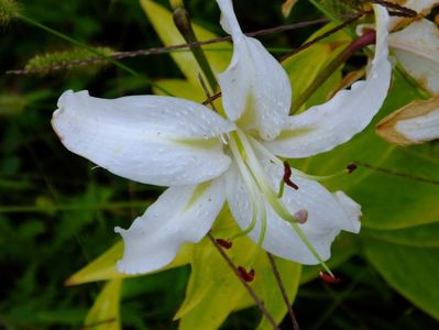 Lung sezon la crini, din mai pana in septembrie.