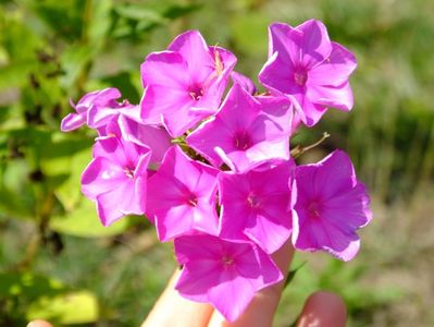 Phloxul inca rezista.