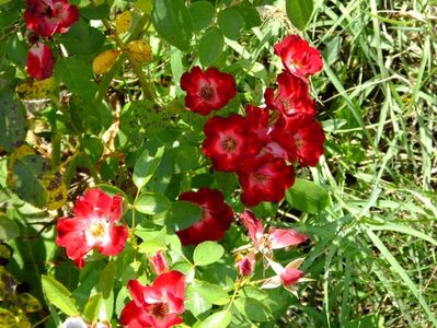 Patrick Poivre d' Arvoir