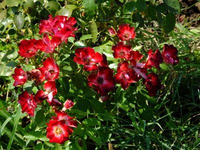 Patrick Poivre d 'Arvoir