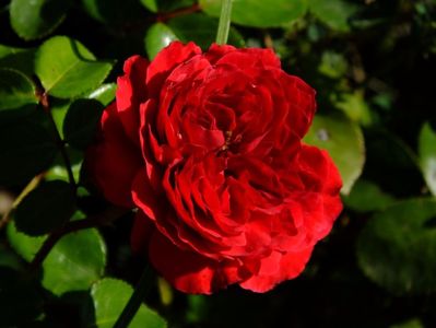 Red Leonardo da Vinci