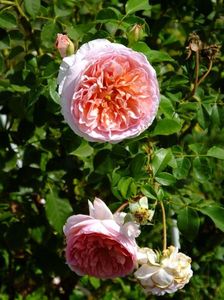 Abraham Darby 1