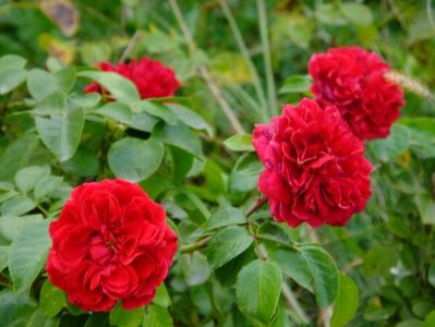 Red Leonardo da Vinci