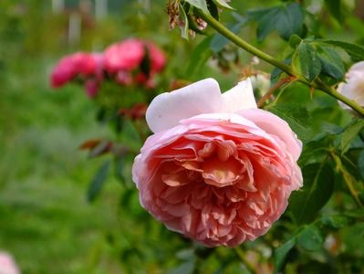 Abraham Darby 1