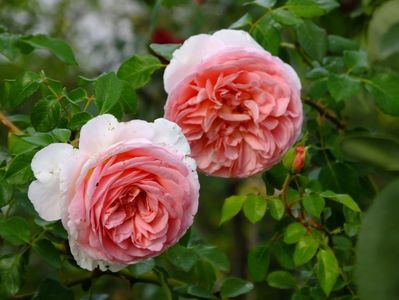 Abraham Darby 1
