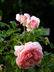 Abraham Darby 1