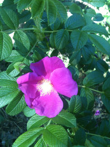 Rosa rugosa -wild rose