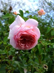 Abraham Darby 1