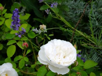 Winchester Cathedral