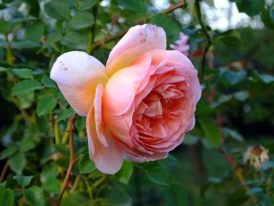Abraham Darby 1
