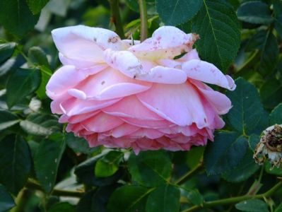 Abraham Darby 1