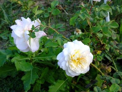 Crocus Rose
