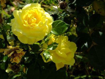 Friesia