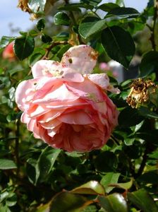 Abraham Darby 1