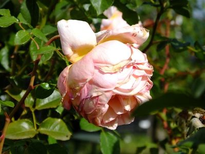 Abraham Darby 1