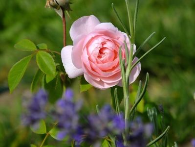 Wisley 2008