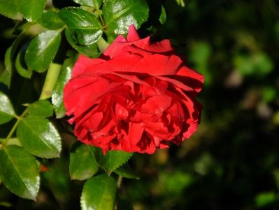 Red Leonardo da Vinci