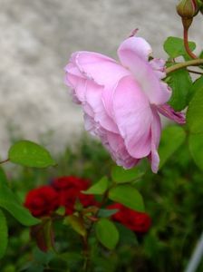 Mary Rose