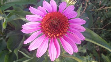 Echinacea Purpurea