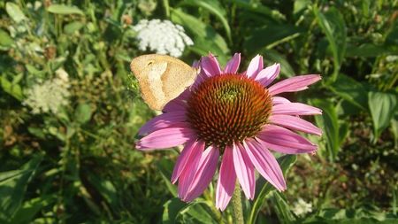 Echinacea