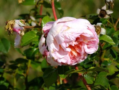 Abraham Darby