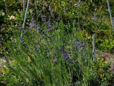 Lavanda, valul 2 de inflorire, 15 oct