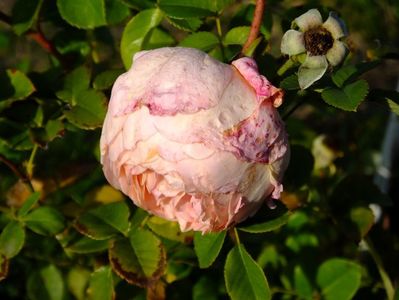 Abraham Darby 1