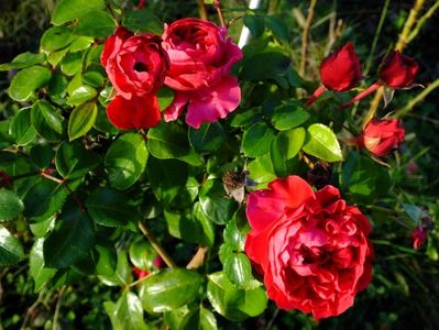 Red Leonardo da Vinci