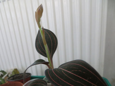Multumesc Sini!; plantuta ingrijita de fiica mea
