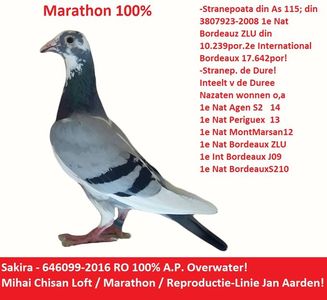 099 overwater 100%