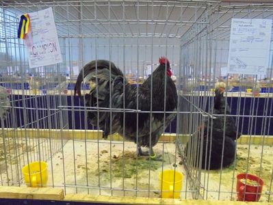 Australorp (2)